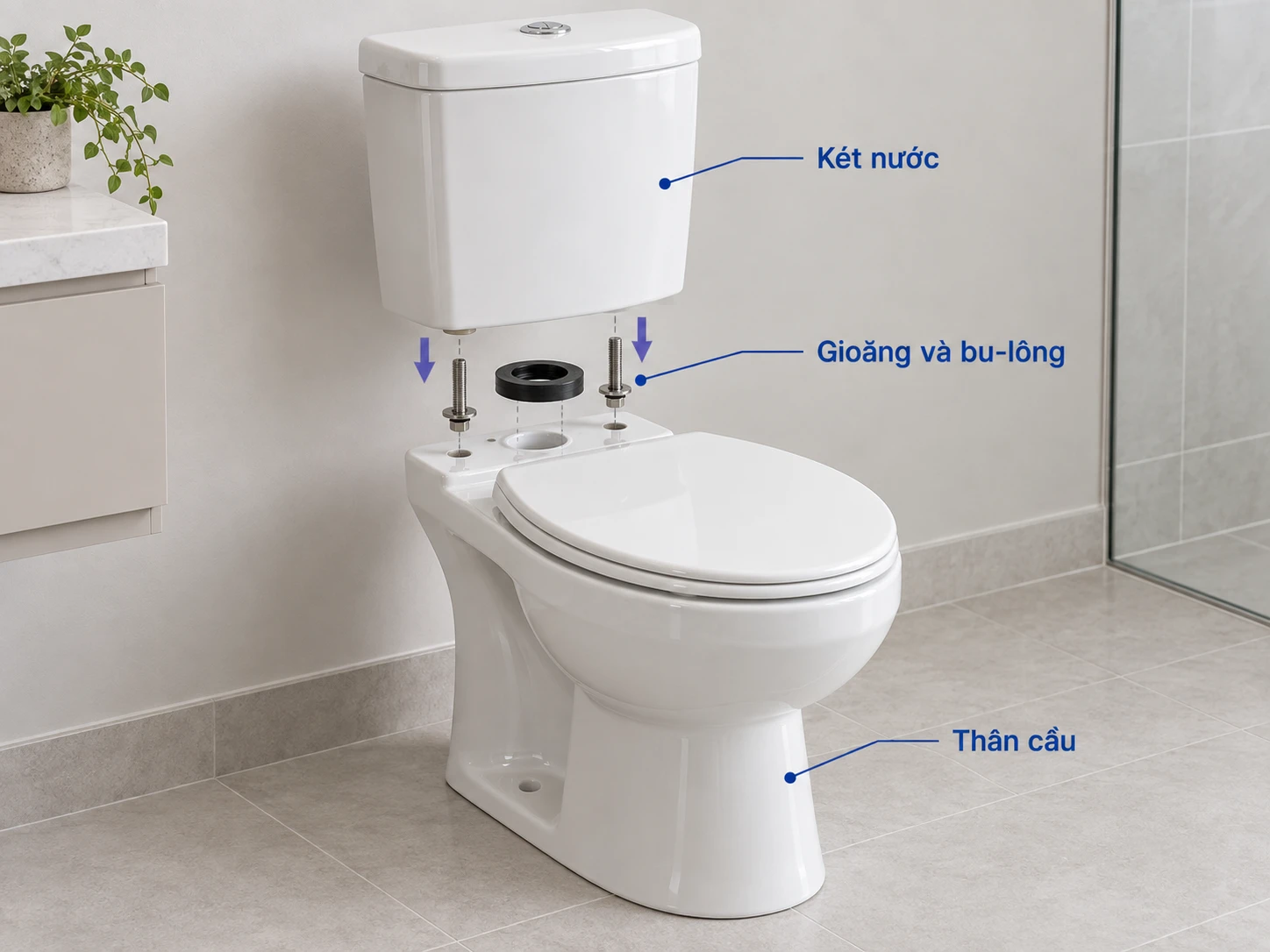 cấu tạo bồn cầu hai khối gồm két nước và thân cầu